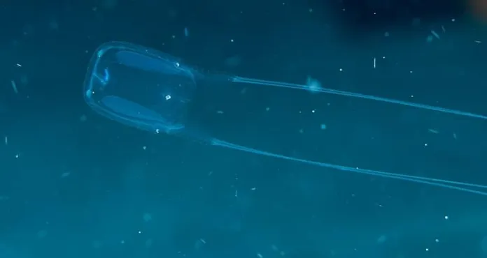 Box Jellyfish Carybdea Sp 29889242658