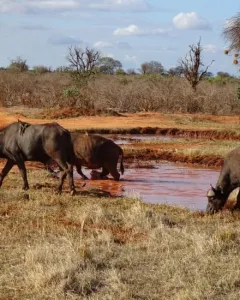 Parco nazionale dello Tsavo