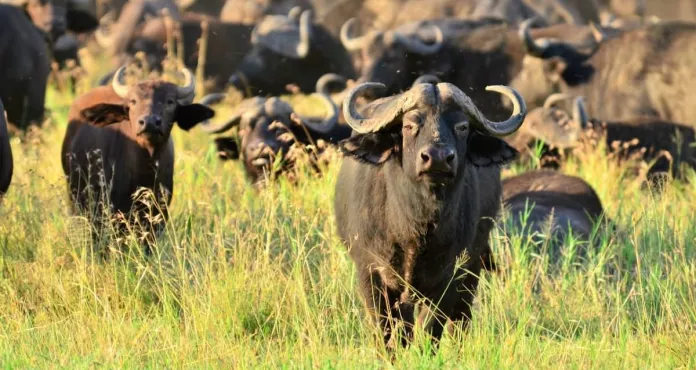 Buffalo Africa Cape Safari Natura