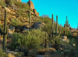 Phoenix, Arizona: dove si trova, quando andare e cosa vedere