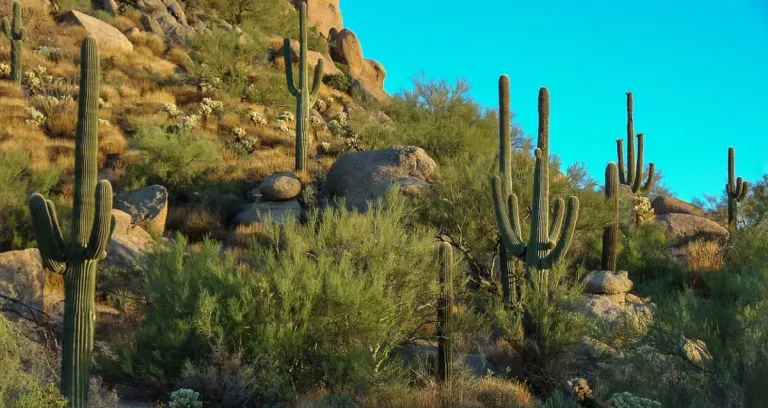 Cactus Rocce Vegetazione Arido