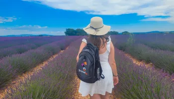 Sault e i campi di lavanda