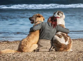 Turismo Pet Friendly: le Migliori Spiagge per cani sulle Coste Italiane