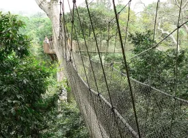 Parco Nazionale Kakum, Ghana: dove si trova, quando andare e cosa vedere