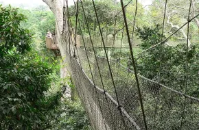 Parco Nazionale Kakum, Ghana: dove si trova, quando andare e cosa vedere