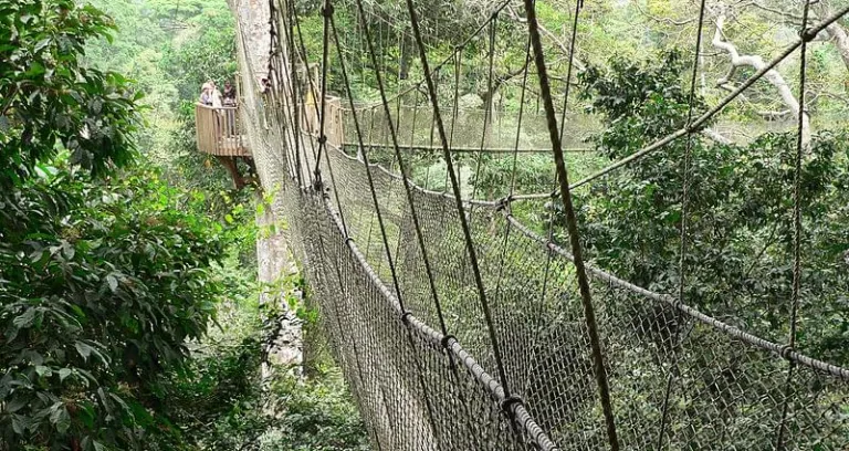 Canopy Walkway Kakum National Park