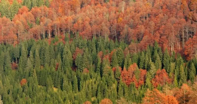 Bosco del Cansiglio