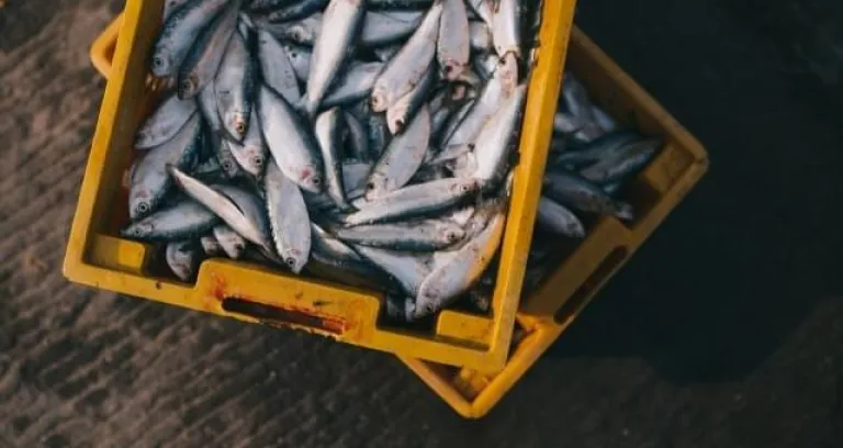 Di Pesce Di Cattura Scatola Mercato