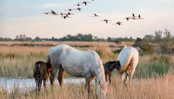 Arles e La Camargue