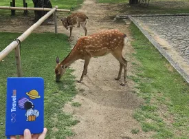 Escursioni da Kyoto: le migliori gite di un giorno nei dintorni di Kyoto