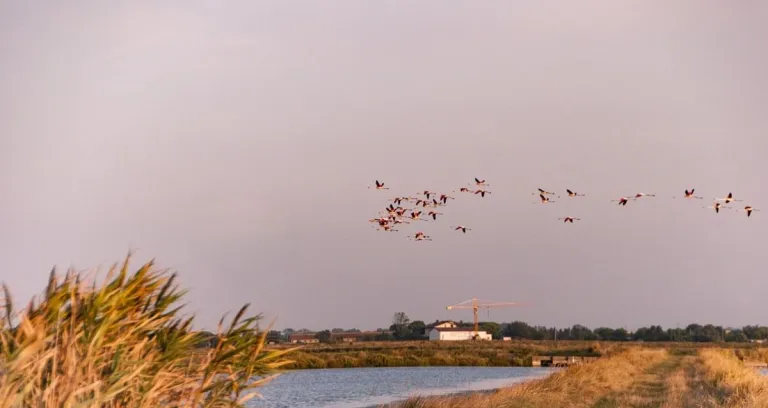 Cervia Saline Fenicotteri Sale