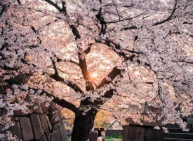 Cosa vedere a Osaka: le 18 migliori attrazioni e cose da fare