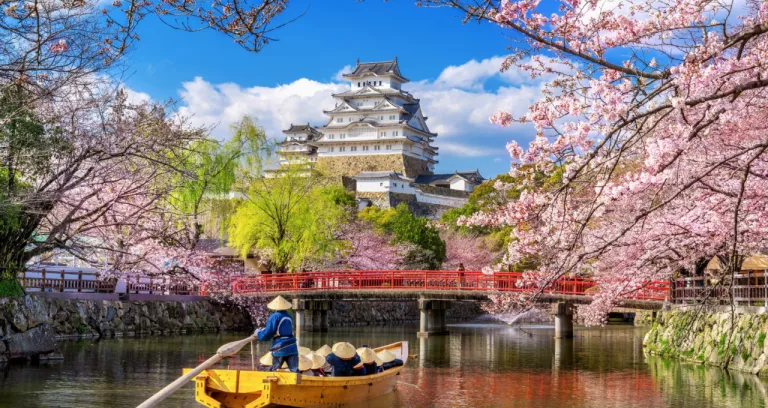 Cherry Blossoms Castle Himeji Japan 1