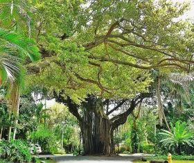 Coconut Grove