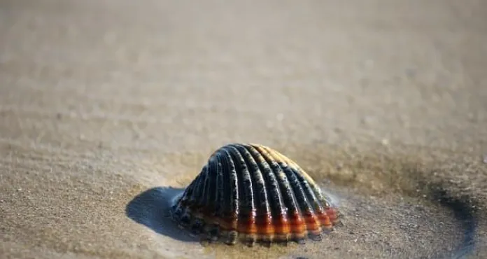 Conchiglia Sabbia Mare Conchiglie