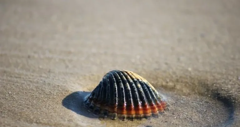 Conchiglia Sabbia Mare Conchiglie