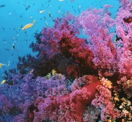 10 Posti Dove fare Snorkeling nel Mediterraneo