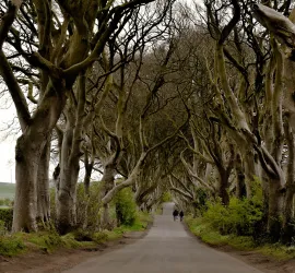 The Dark Hedges: le Siepi Oscure in Irlanda del Nord