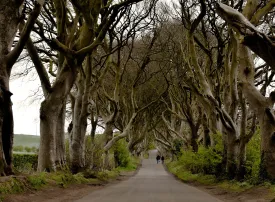 The Dark Hedges: le Siepi Oscure in Irlanda del Nord