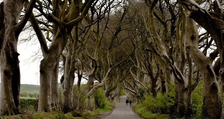 Irlanda Buio Hedges Tenebre