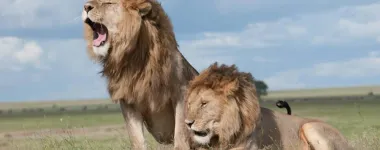 Africa