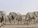 Safari in Namibia
