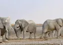 Safari in Namibia