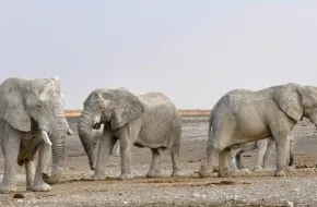 Safari in Namibia: prezzi, quando andare e dove
