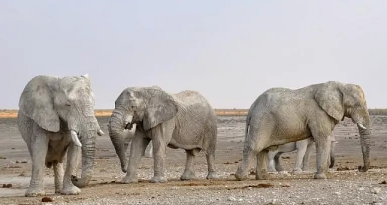 Elefante Branco Di Elefanti Africa
