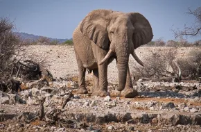 Etosha National Park, Namibia: dove si trova, quando andare e cosa vedere