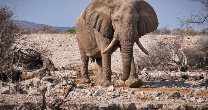 Elefante Etosha Namibia
