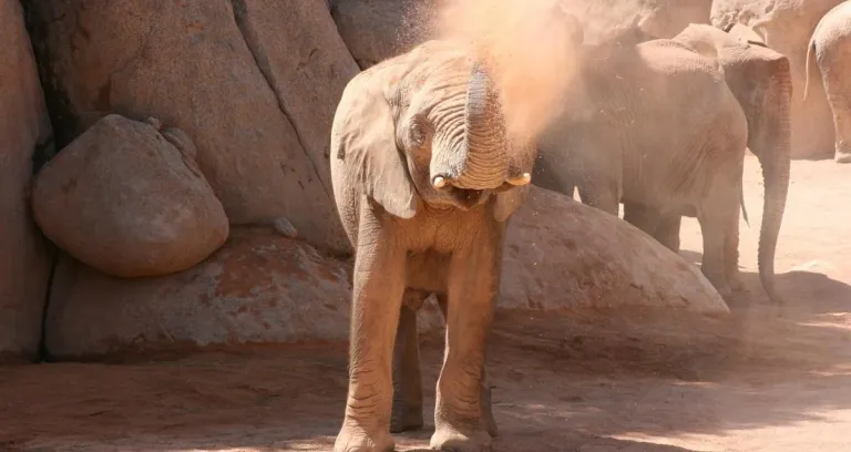 Elefante Valencia Bioparco Spagna