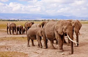 Quando andare in Kenya: clima e periodo migliore