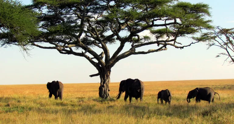 Elephants Serengeti National Park Safari Tanzania Africa