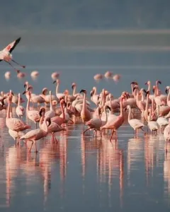 Laguna de Rocha