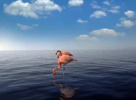 Renaissance Island e Flamingo Beach, Aruba: l'isola dei Fenicotteri Rosa