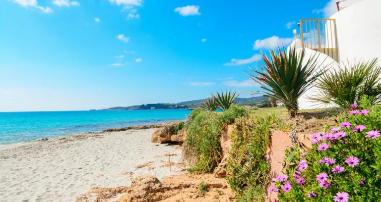 Flowers By Shore Le Bombarde Beach Sardinia