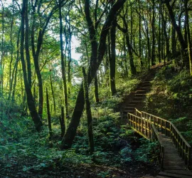 Le 9 Foreste più Grandi al Mondo