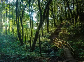 Le 9 Foreste più Grandi al Mondo