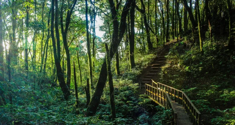 Foresta Pluviale Temperata Di Valdivia