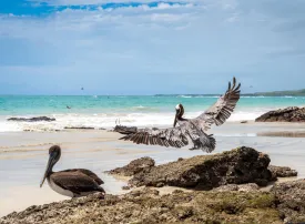 Galapagos: dove si trovano, quando andare e cosa vedere