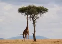 Safari in Nigeria