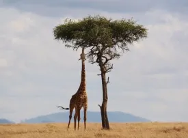 Safari in Nigeria: prezzi, quando andare e dove