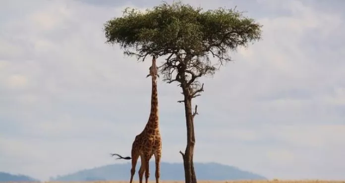 Giraffa Kenya Africa Natura Safari 1