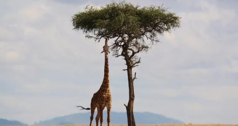 Giraffa Kenya Africa Natura Safari 1