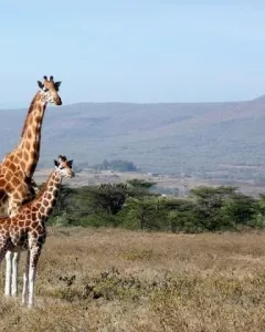 Giraffe Centre di Nairobi