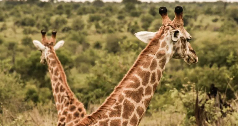 Giraffes Standing On Green Grass Field