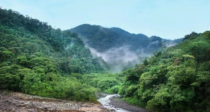 Giungla Jungle Nebbia Alberi Verde
