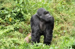 Parco Nazionale dei Vulcani, Ruanda: dove si trova, quando andare e cosa vedere