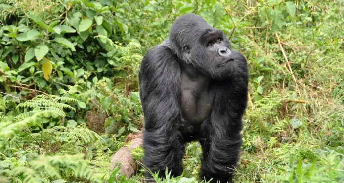 Gorilla Silverback Scimmia Ruanda